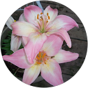 Chanda Oliver profile picture